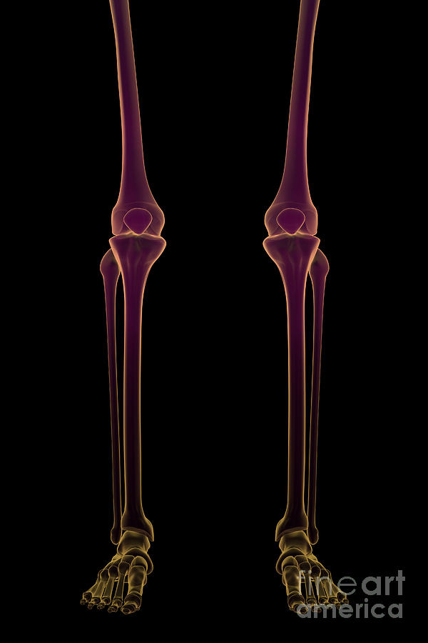 Bones Of The Legs #1 Photograph by Science Picture Co