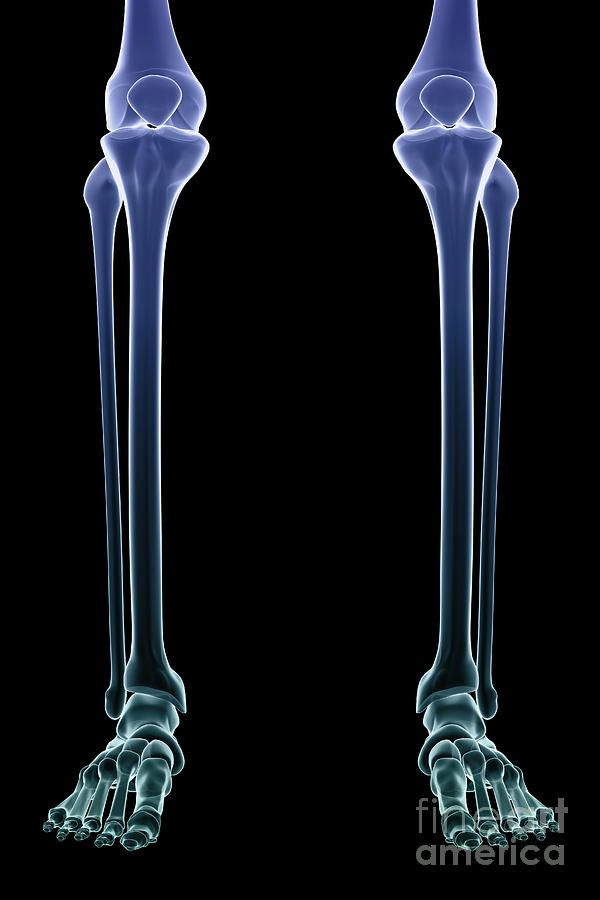 Bones Of The Lower Legs Photograph By Science Picture Co 