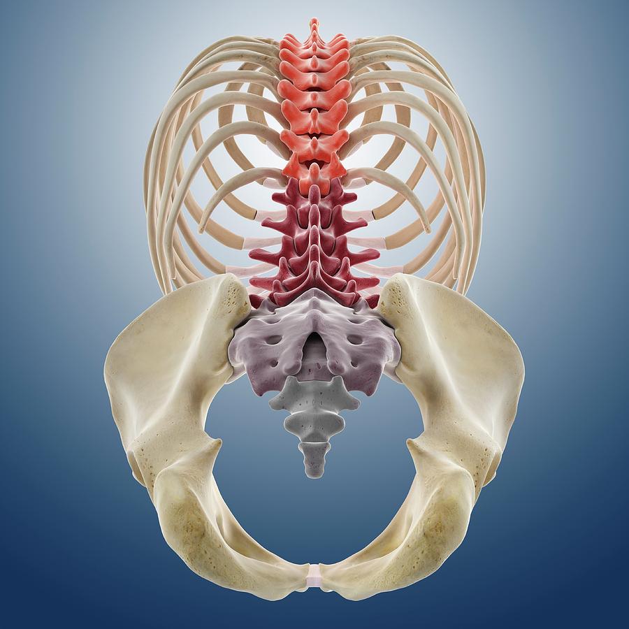 Bones Of The Torso Photograph by Springer Medizin/science Photo Library ...