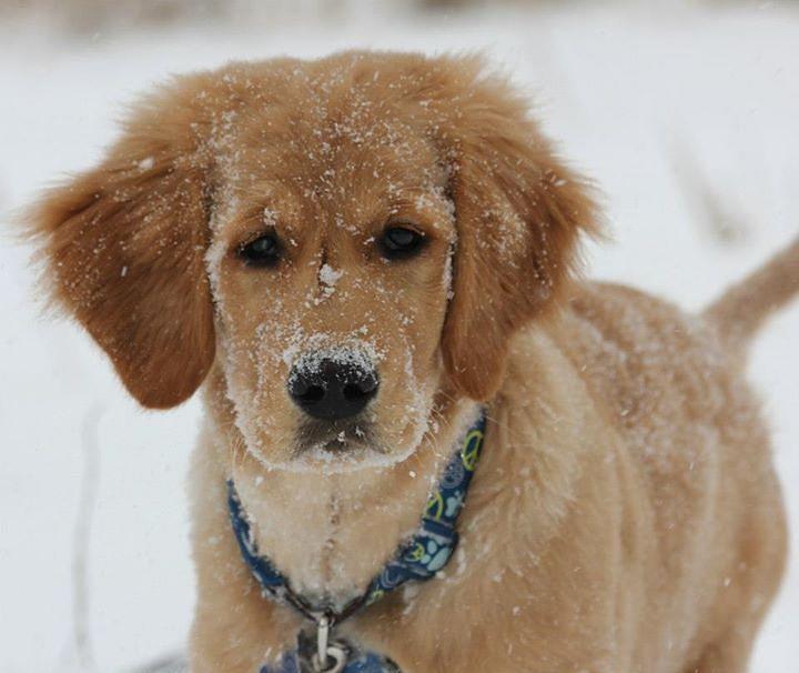 Golden Retriever Puppy Painting - Bongo in the Snow #1 by Frankie Picasso
