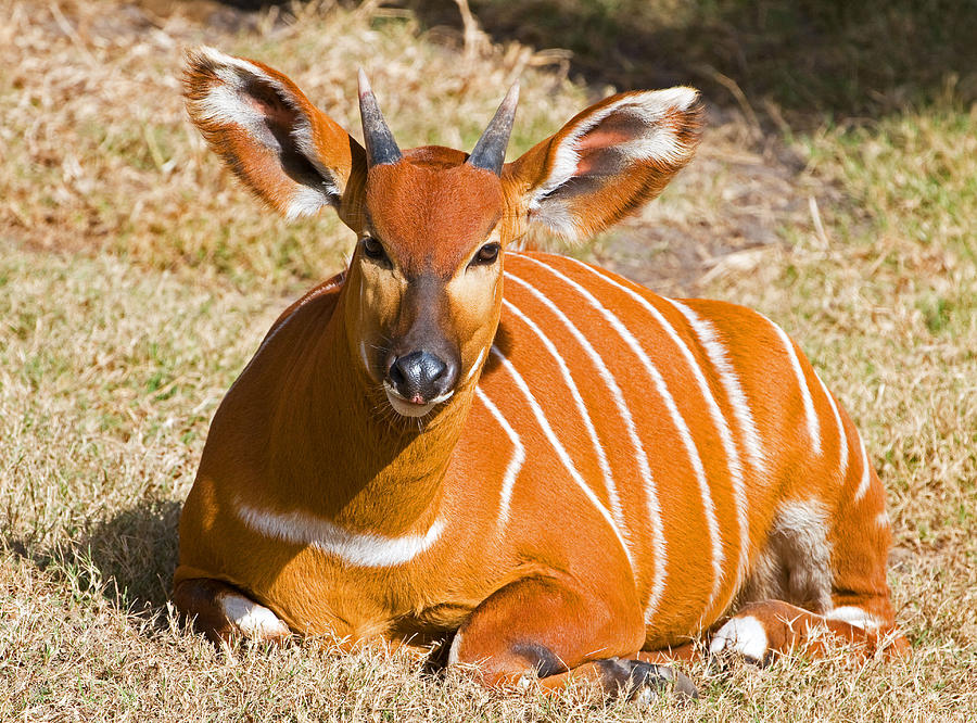 Bongo Juvenile Photograph by Millard H. Sharp - Fine Art America