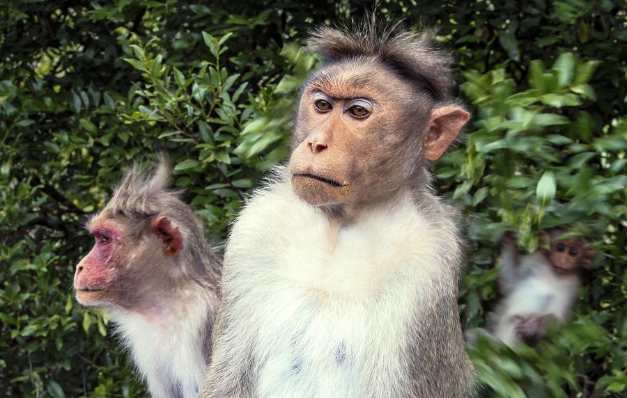 Bonnet Macaques #1 Photograph by Paul Williams