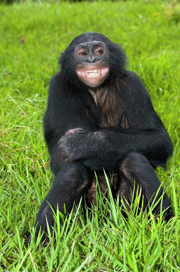 Wildlife Photograph - Bonobo Ape #1 by Tony Camacho/science Photo Library