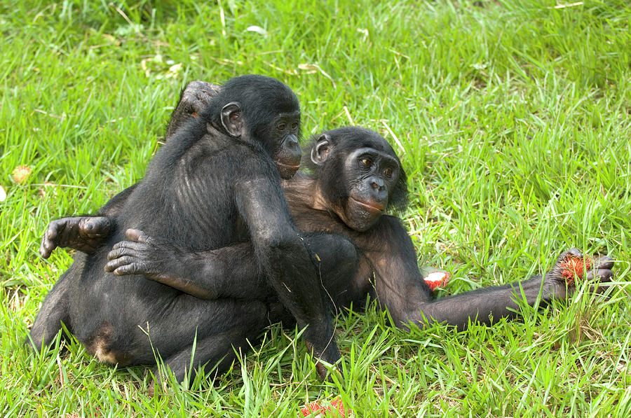 Bonobo Apes Mating #1 Photograph by Tony Camacho/science Photo Library