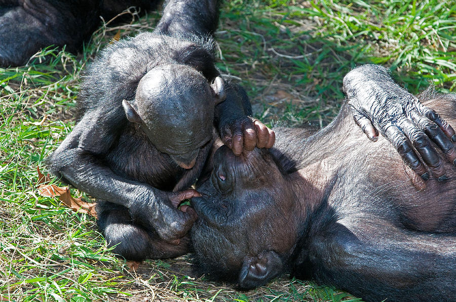 Bonobo Baby Kissing Mother #1 Photograph by Millard H. Sharp