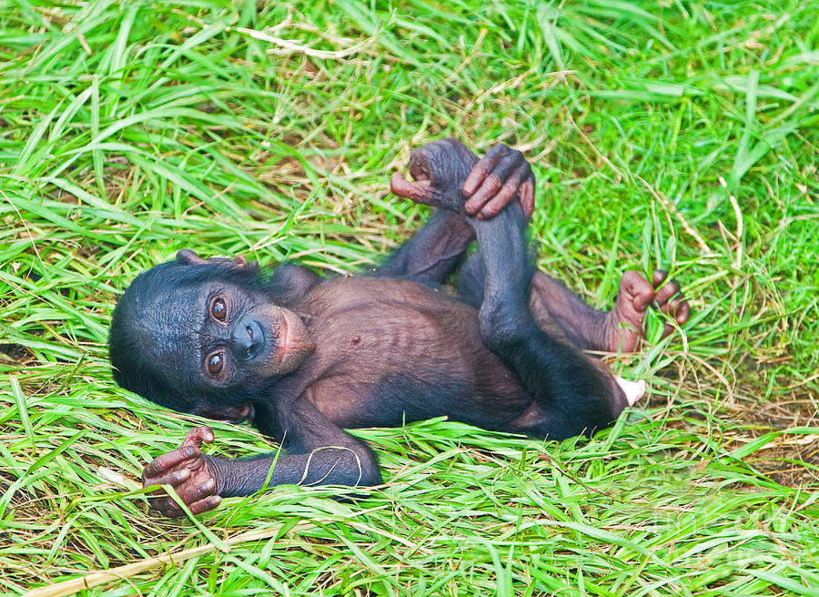 Nature Photograph - Bonobo Baby #1 by Millard H. Sharp