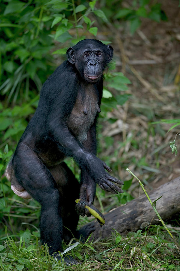 Bonobo Pan Paniscus Female Orphan Photograph by Cyril Ruoso