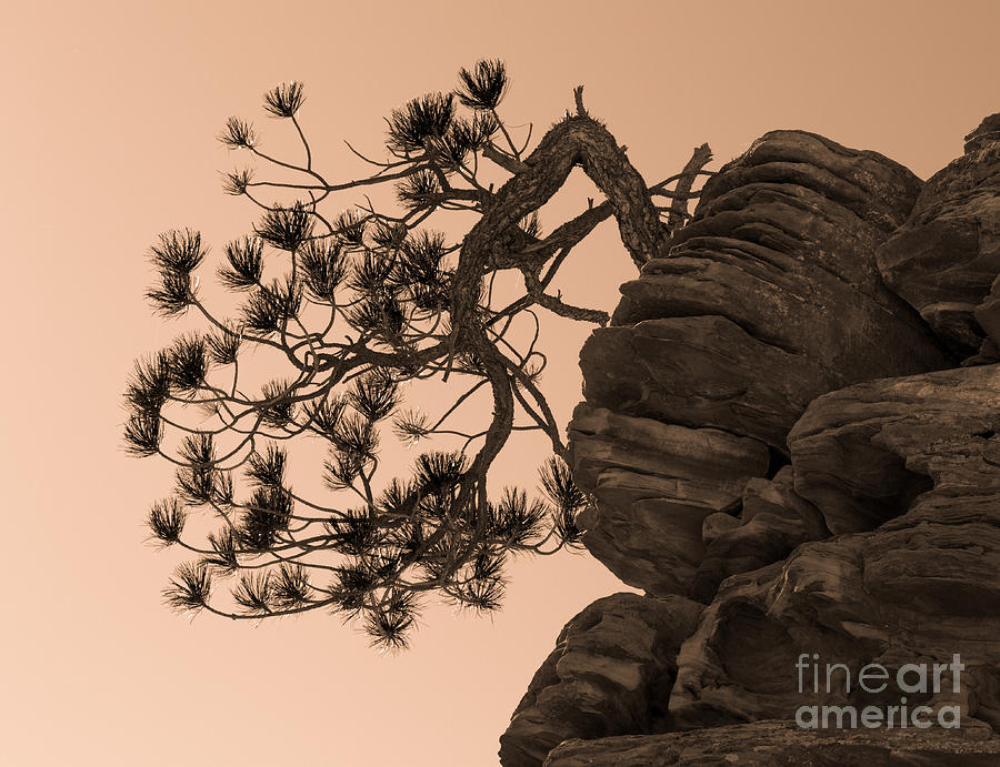 Bonsai pine  #1 Photograph by Dan Hartford