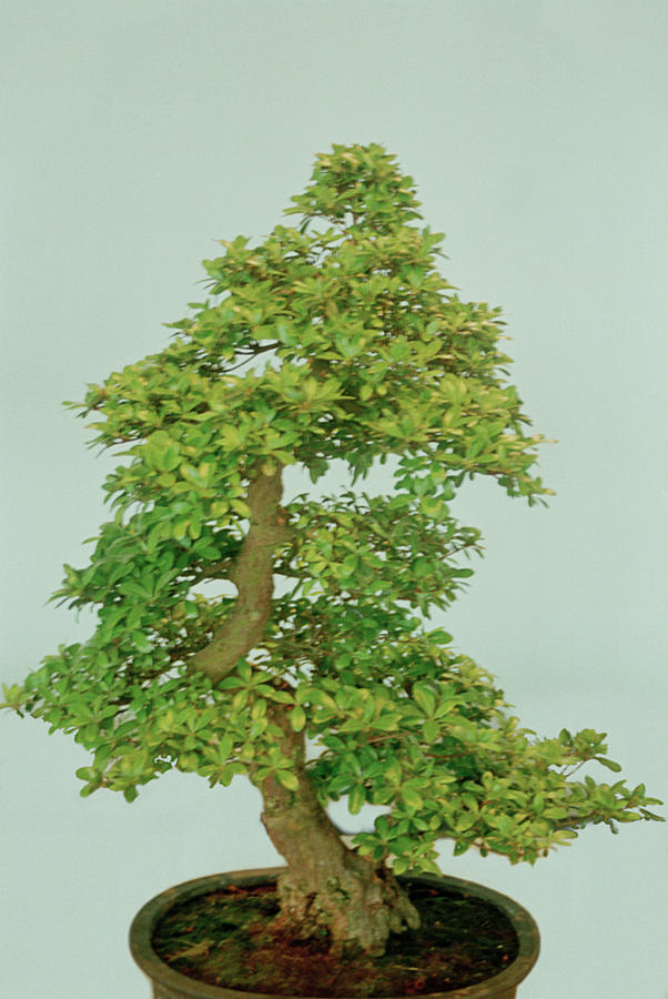Bonsai Tree #1 Photograph by Science Photo Library Bonsai Tree #1 Photograph by Science Photo Library