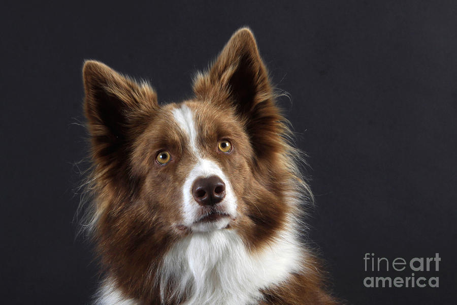 Dog Photograph - Border Collie Dog #1 by Christine Steimer