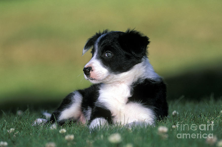 Dog Photograph - Border Collie Puppy #2 by Rolf Kopfle
