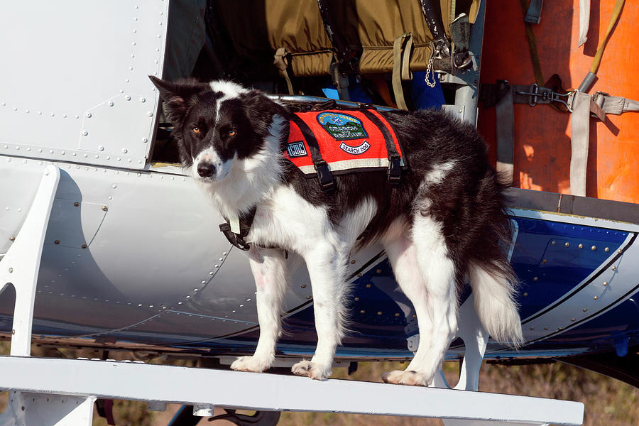 Border collie search cheap and rescue