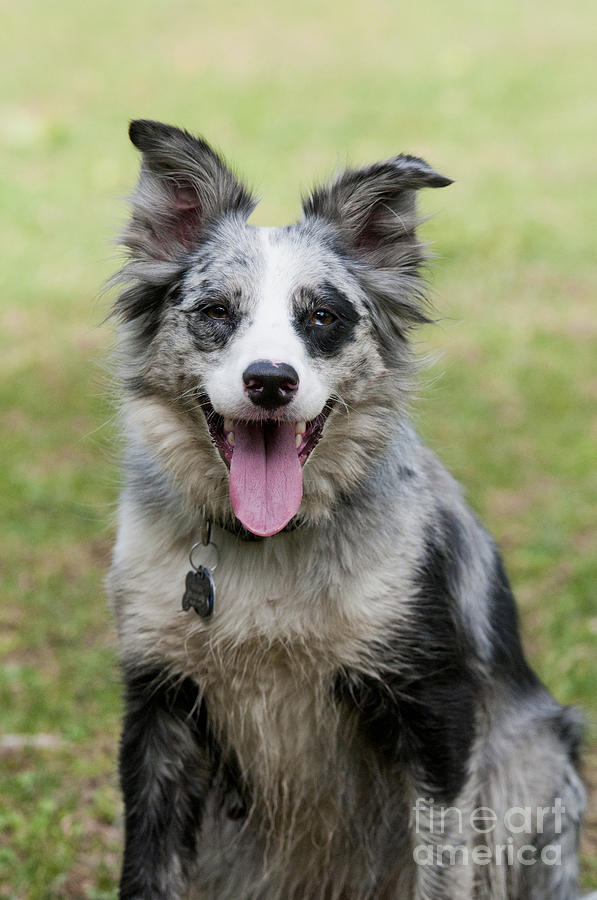Dog Photograph - Border Collie #1 by William H. Mullins