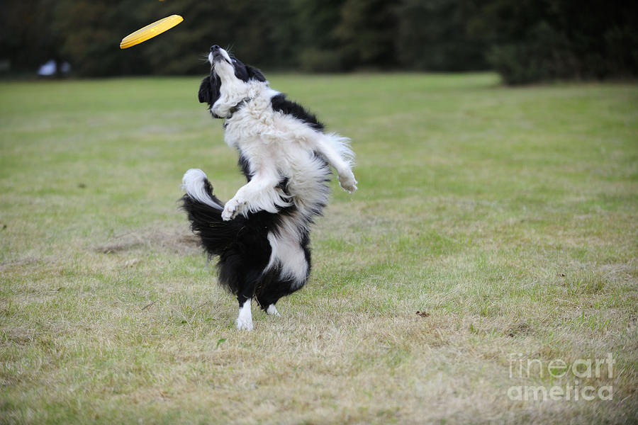 Dog Photograph - Border Collie With Frisbee #1 by John Daniels
