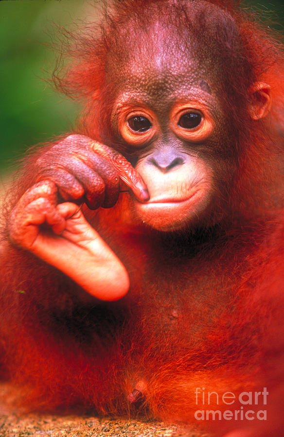 Bornean Orangutan #1 Photograph by Art Wolfe