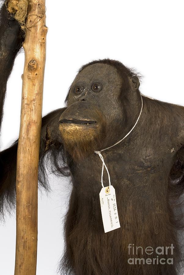 1800s Photograph - Bornean Orangutan by Natural History Museum, London 1800s Photograph - Bornean Orangutan by Natural History Museum, London