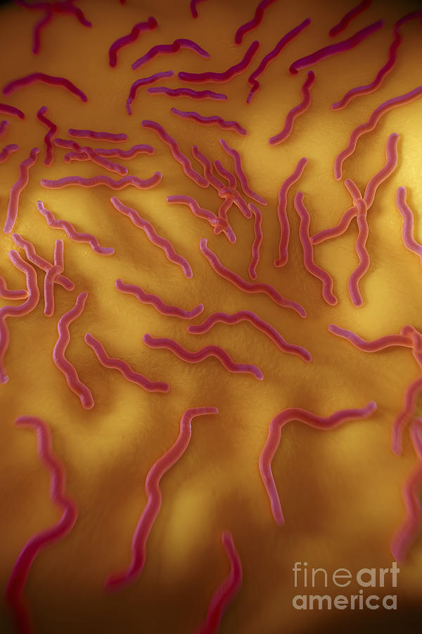 Borrelia Burgdorferi #1 Photograph by Science Picture Co