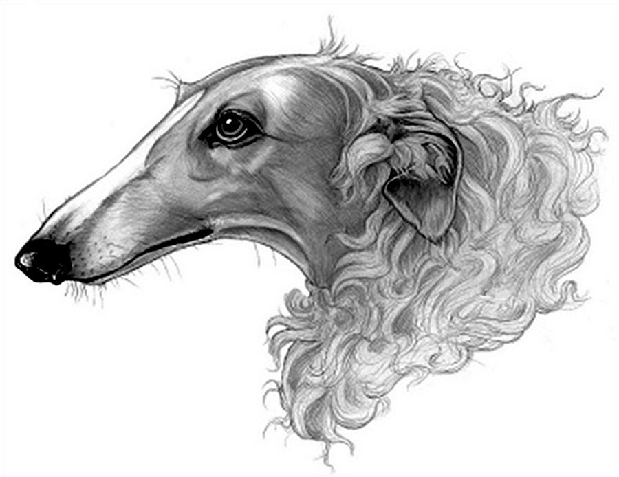 Borzoi Dog Portrait 1 Drawing by Olde Time Mercantile Pixels