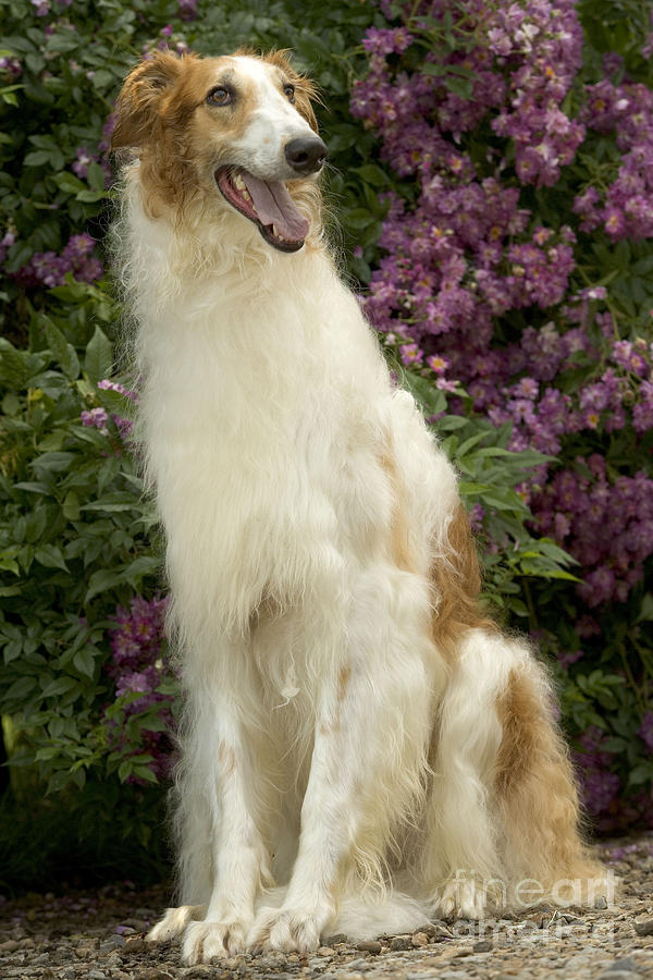 Borzoi Or Russian Wolfhound #1 Photograph by Jean-Michel Labat