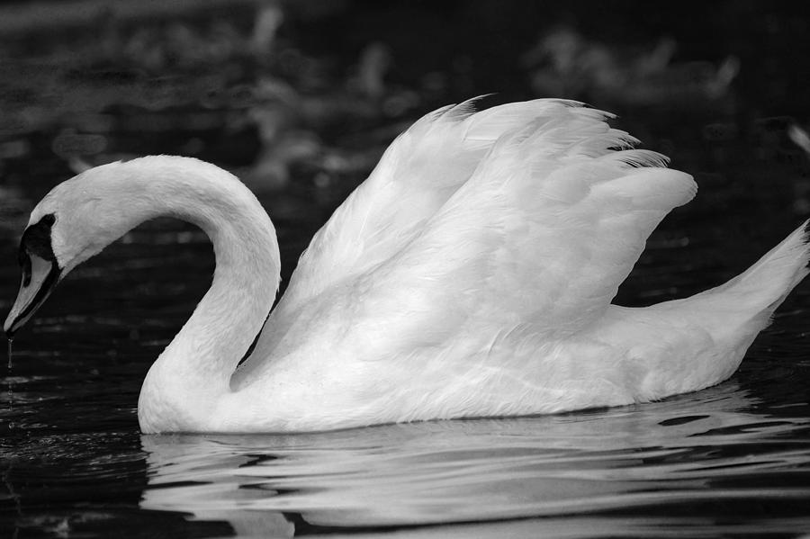 Boston Public Garden Swan #2 Photograph by Toby McGuire