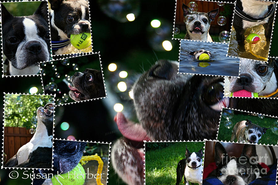Boston Terrier Photo Collage #1 Photograph by Susan Herber