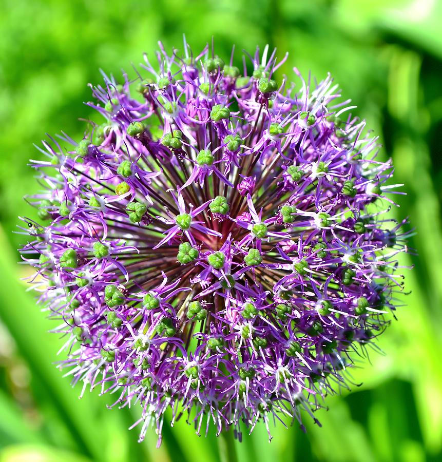 Botanical Fireworks Photograph by Deena Stoddard | Fine Art America