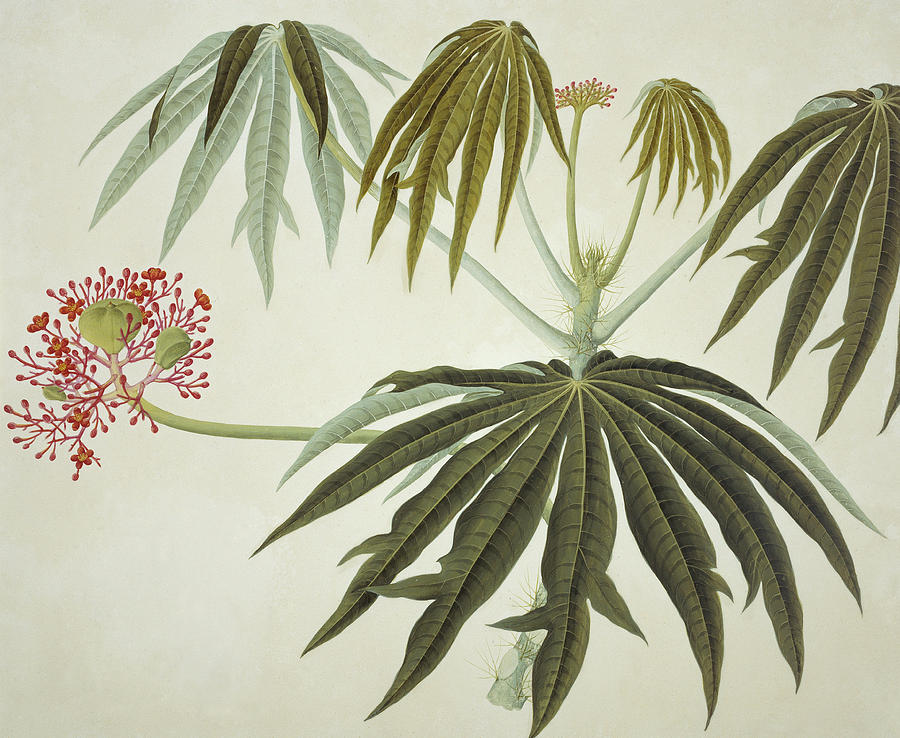 Botanical Illustration #1 Photograph by Natural History Museum, London/science Photo Library