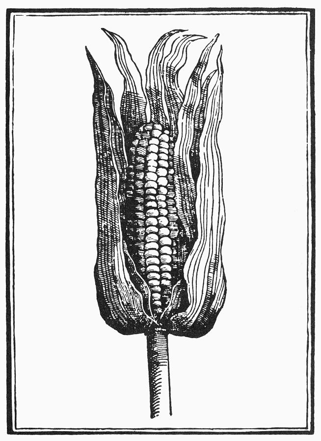 1535 Painting - Botany Corn, 1535 #1 by Granger