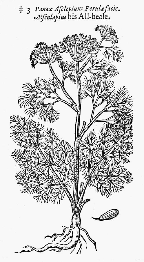 Botany Fennel, 1597 Drawing by Granger - Fine Art America