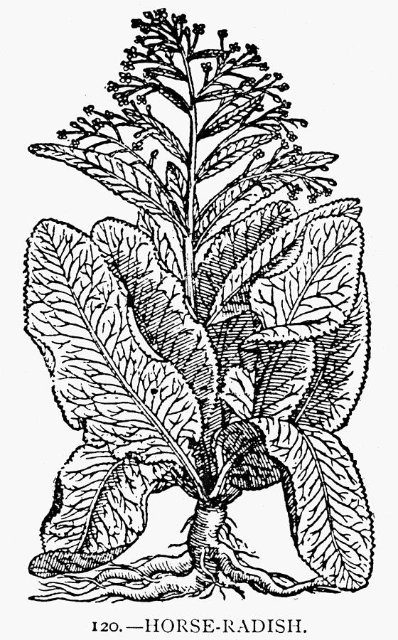 1597 Painting - Botany Horse-radish #1 by Granger