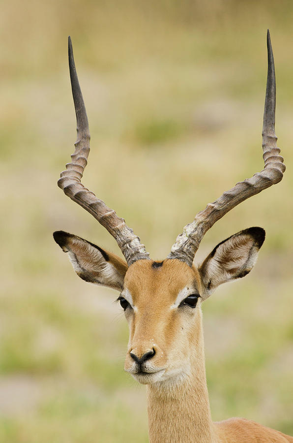 Wildlife Photograph - Botswana, Africa #1 by Jan and Stoney Edwards
