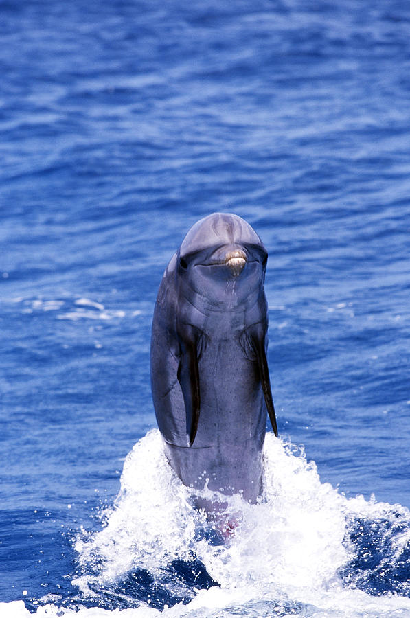Bottlenose Dolphin #1 Photograph by F. Stuart Westmorland