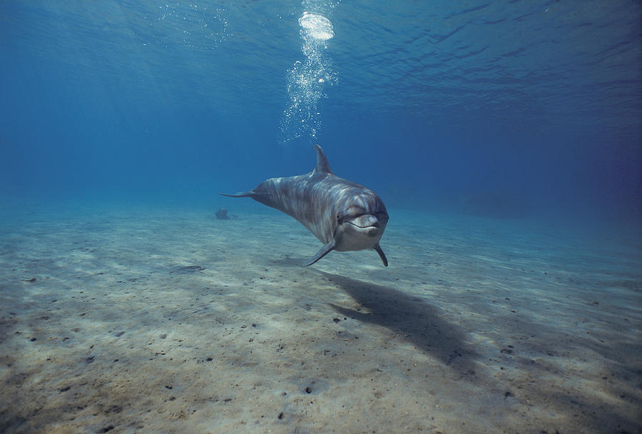 Bottlenose Dolphin #1 Photograph by Jeff Rotman