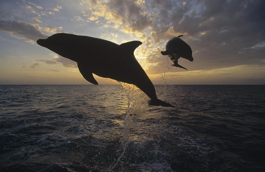 Bottlenose Dolphin Leaping Caribbean #1 Photograph by Konrad Wothe