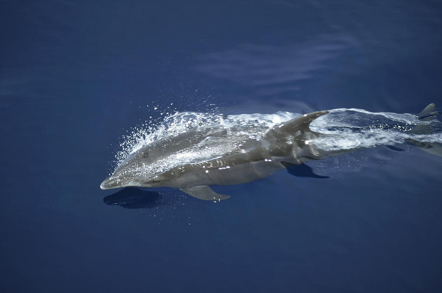 Bottlenose Dolphin Leaping Playfully #1 Photograph by Tui De Roy