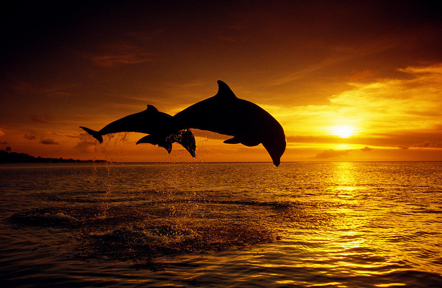 Bottlenose Dolphins #1 Photograph by F. Stuart Westmorland