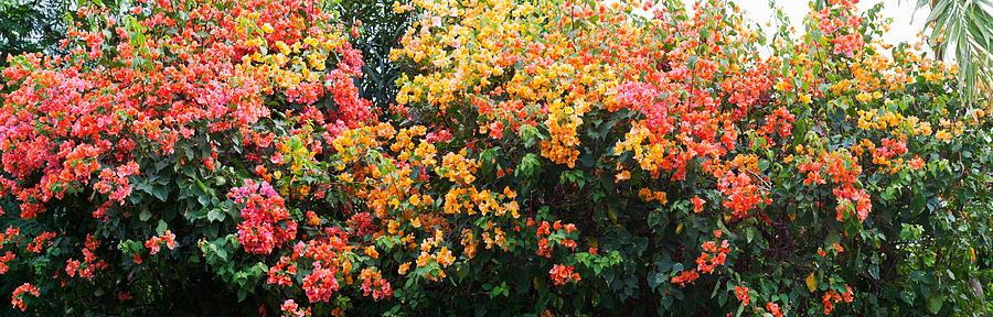Nature Photograph - Bougainvillea Flowers In Garden, St #1 by Panoramic Images
