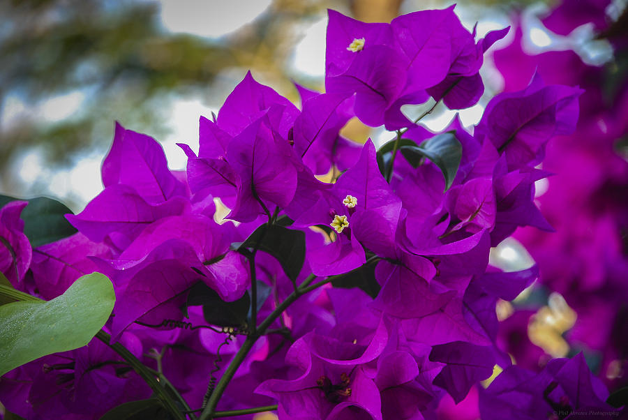 Bougainvillea #1 Photograph by Phil Abrams