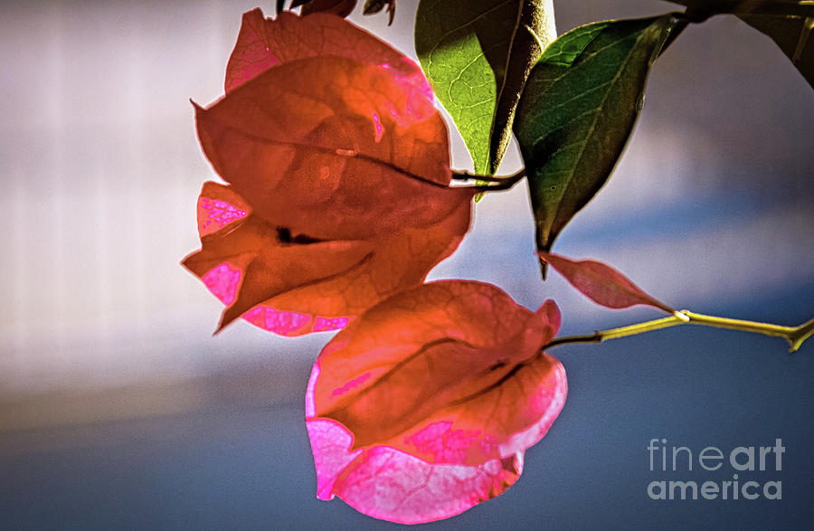 Bougainvillea #2 Photograph by Robert Bales