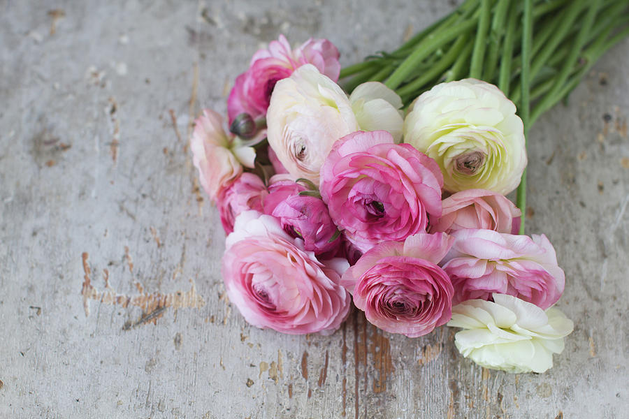 Bouquet Of Pink Ranunculus #1 Photograph by Elin Enger