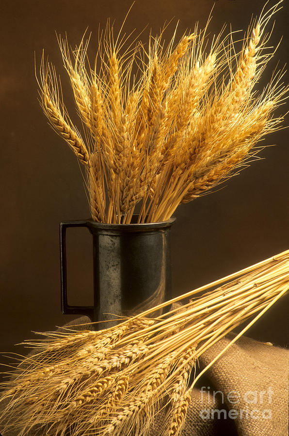 Bouquet of wheat #1 Photograph by Bernard Jaubert