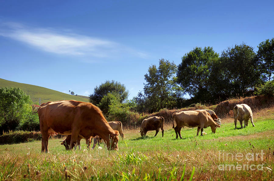 Bovine Cattle  #1 Photograph by Carlos Caetano