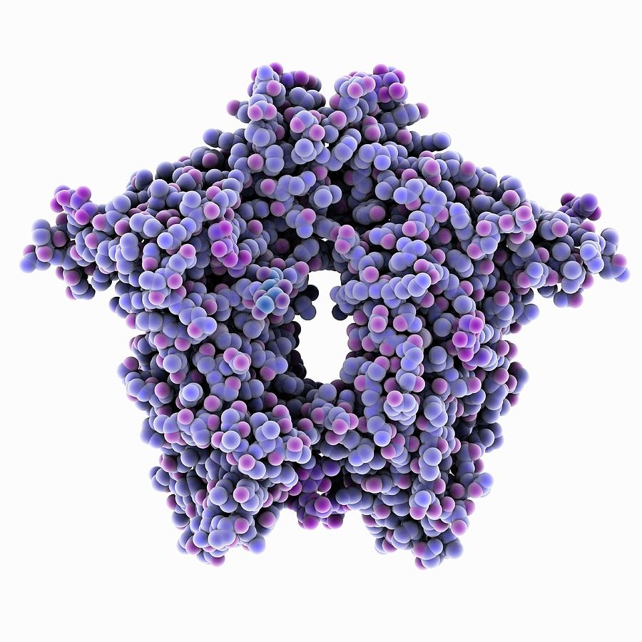 Protein Photograph - Bovine Coronavirus Enzyme #1 by Laguna Design