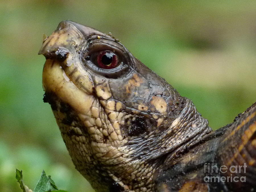 Box Turtle Photograph by Jane Ford
