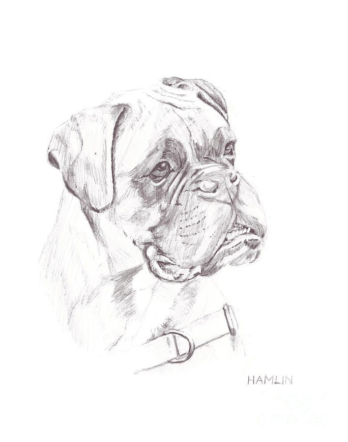 Dog Painting - Boxer - Clue by Steve Hamlin