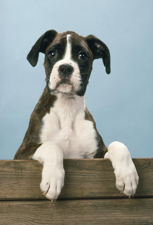 Boxer Dog #1 Photograph by John Daniels