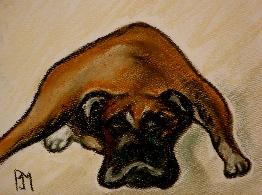 Dog Drawing - Boxer Down #1 by Pete Maier