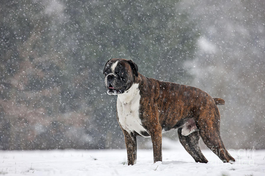 Boxer In Snow #1 Photograph by Johan De Meester