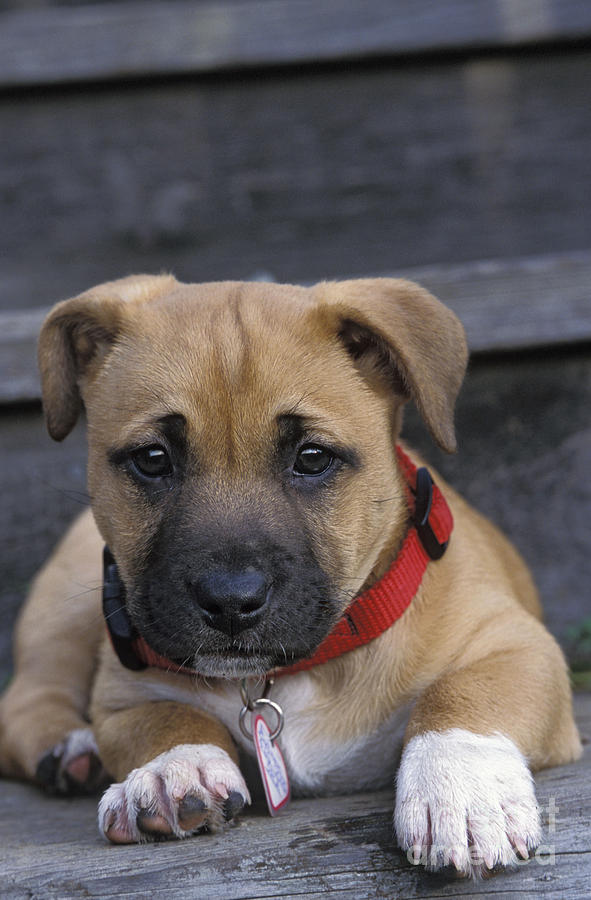 Boxer Mix Puppy Dog #1 Photograph by Suzi Eszterhas