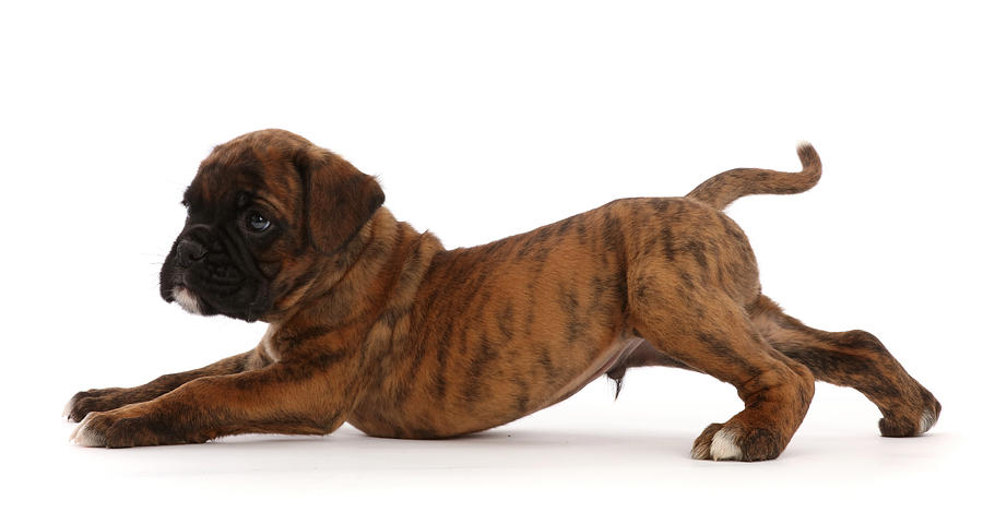 6 week hot sale old boxer